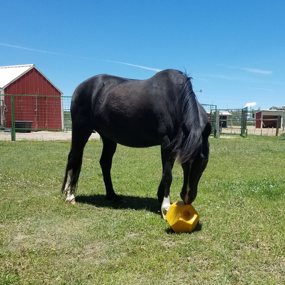 Nose-It 10" Flat Fill Treat Ball for Horses