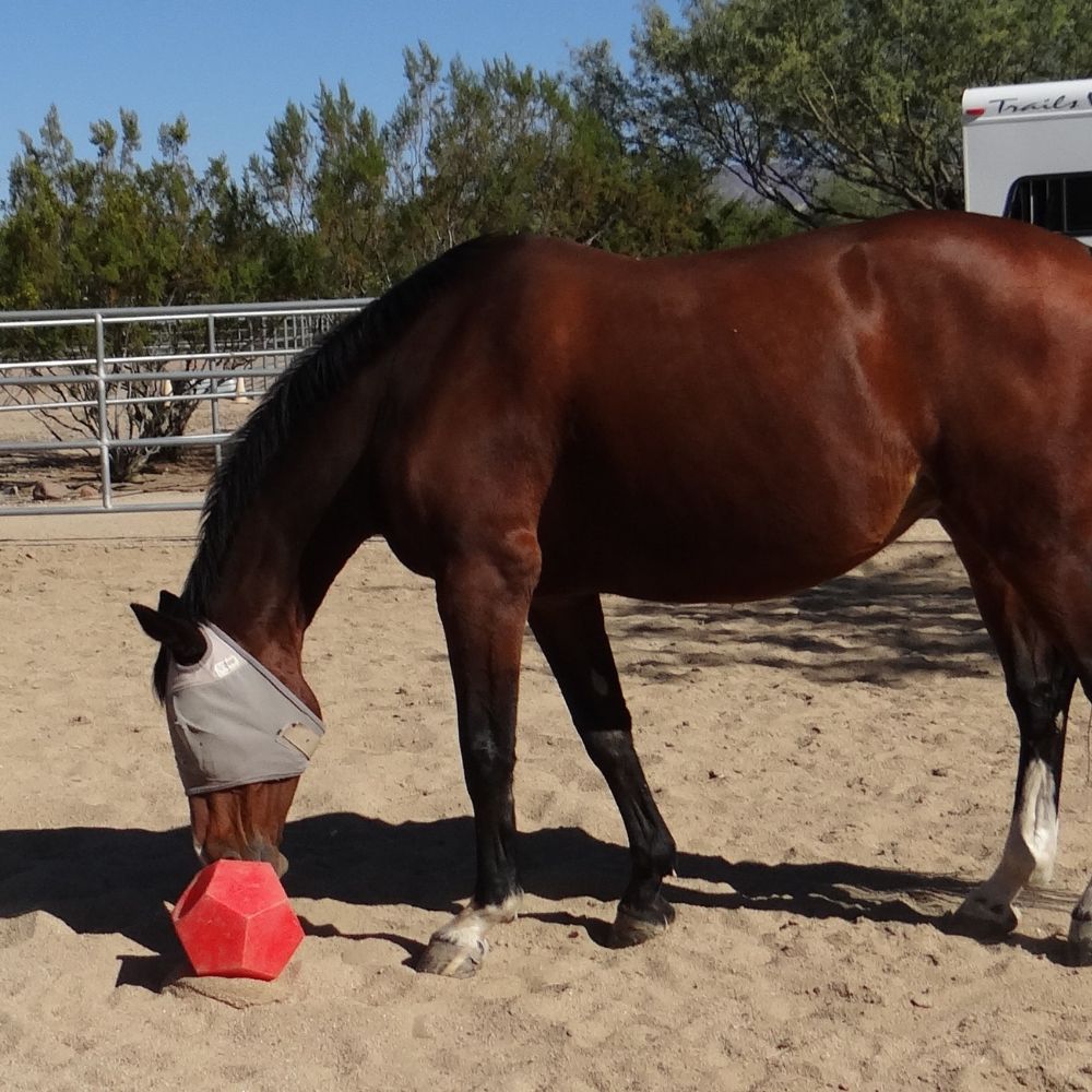 Nose-It Fill Funnel Fill Treat Ball