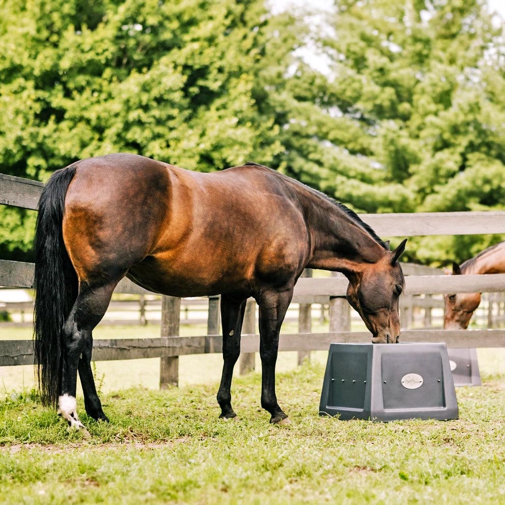 The Savvy Feeder®
