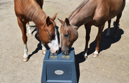 Are Slow Feeders Safe for Horses?