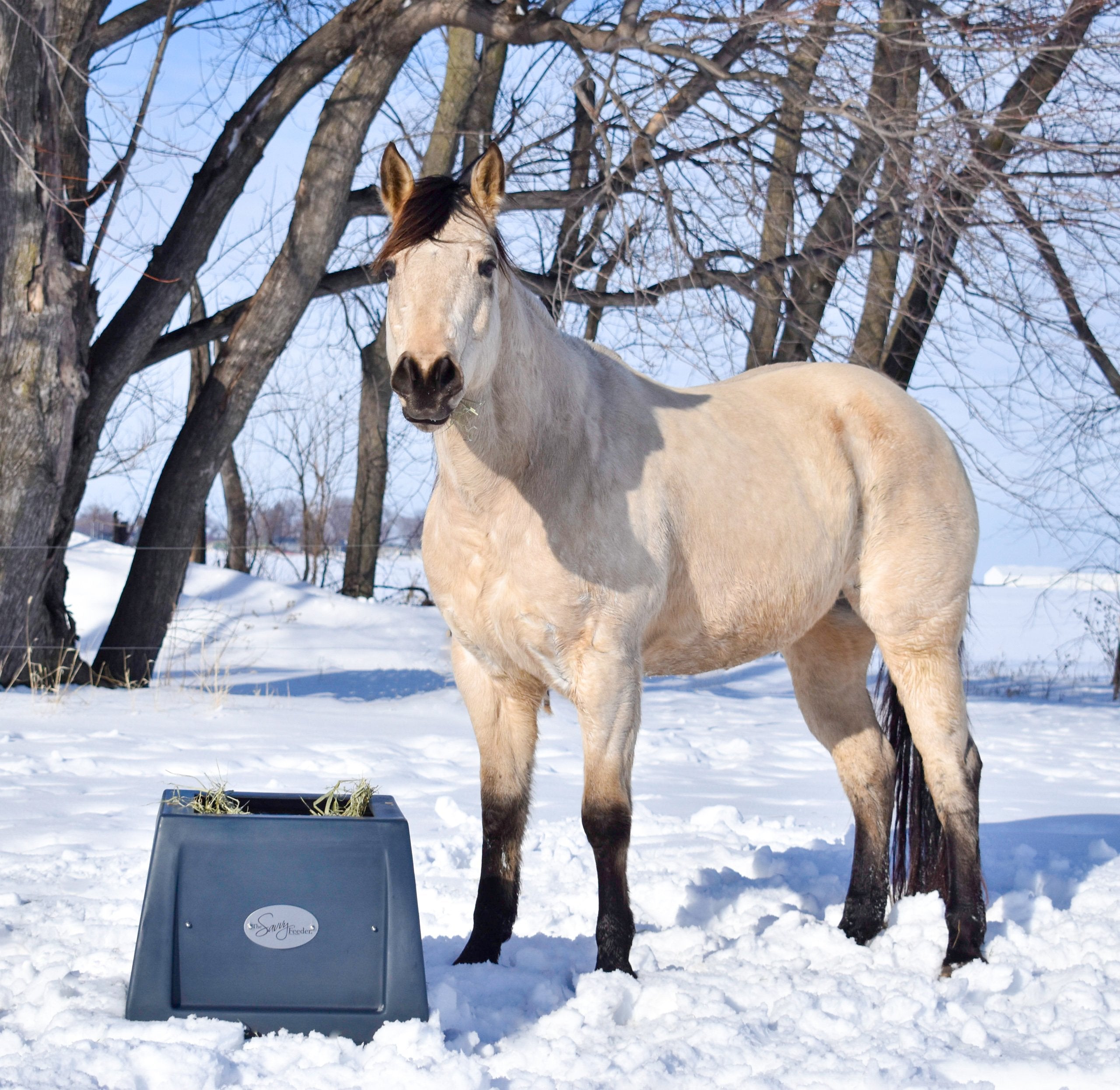 A buckskin horse stands in the snow while eating from the Savvy Feeder, his slow hay feeder.
