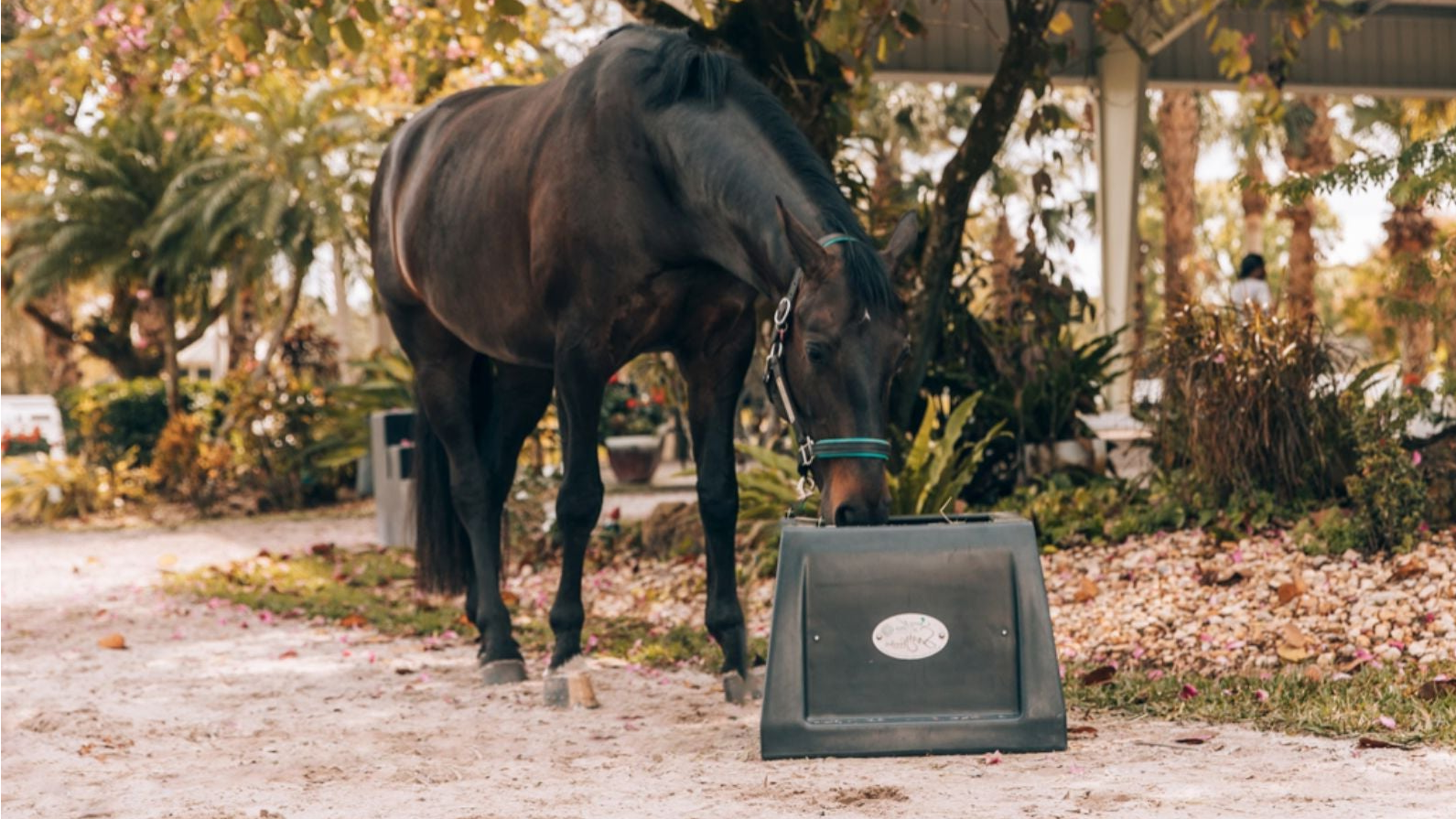 Horse eating from a black elevated feed bowl in a garden setting