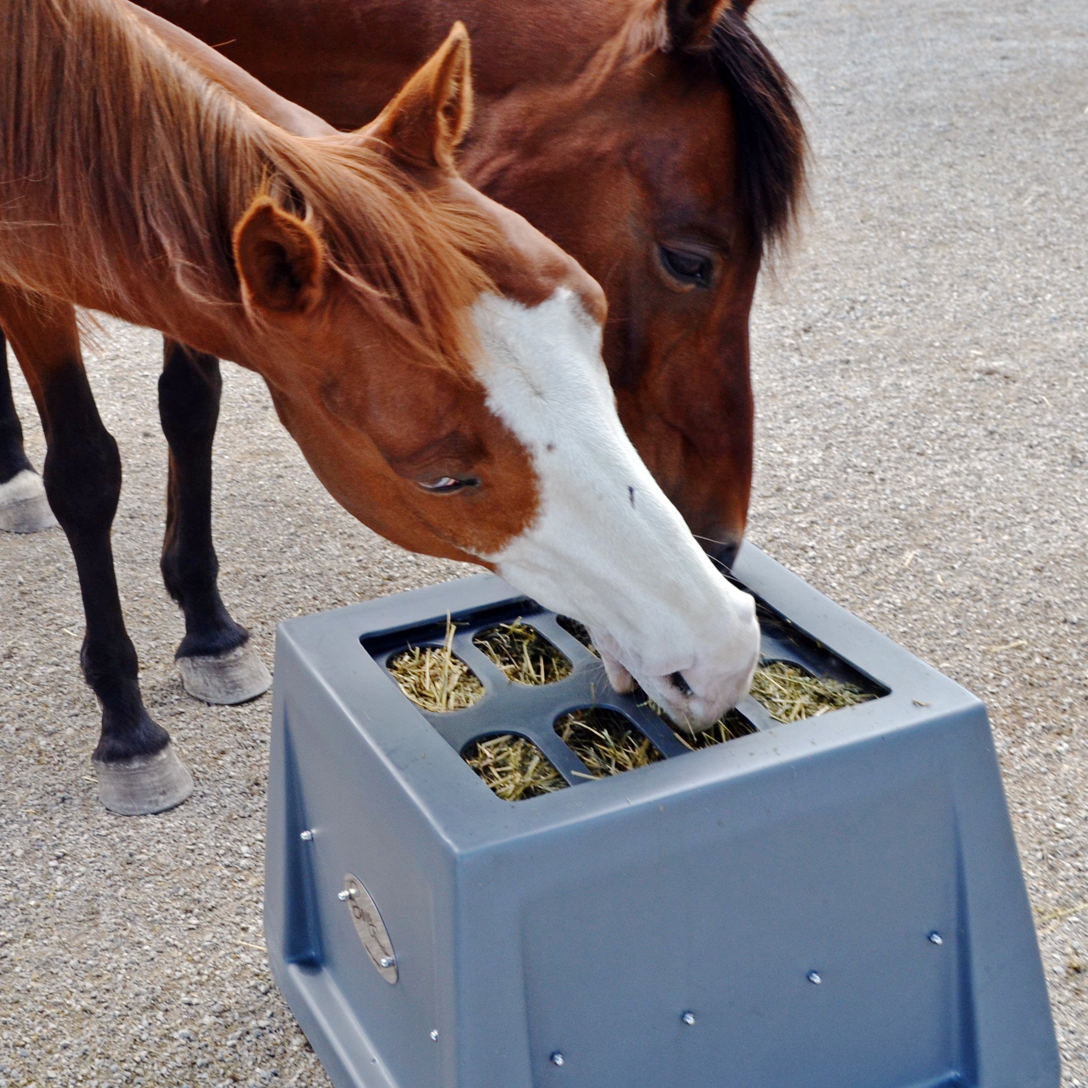 Savvy Feeder The Best Slow Hay Feeder Savvy Horse Products