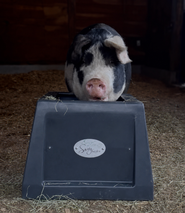 The Savvy Feeder has been a game changer for my horses. Less waste, slower eating, and so much easier to use than hay nets. I use it at home and take it with