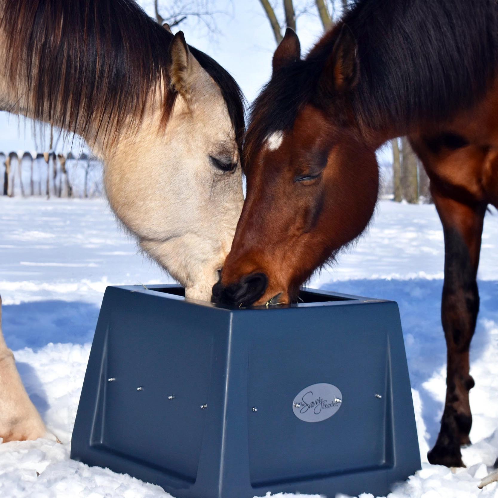 A buckskin and a bay horse both eat from the Savvy Feeder in the snow.