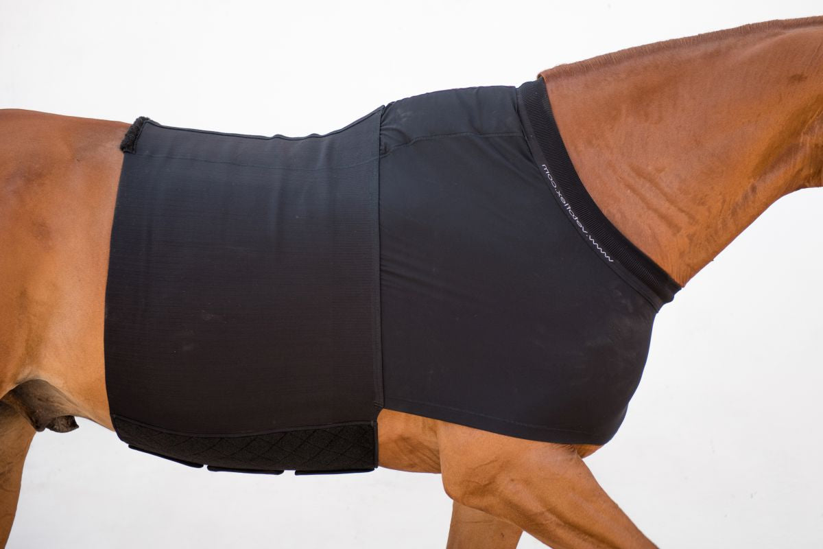 Horse wearing a black protective garment on a white background