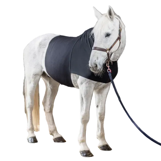 White horse wearing a black vetoflex on a white background