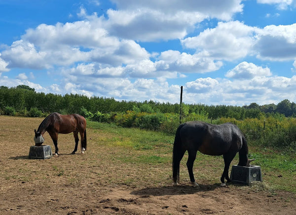 I want to give a big shout out to Lenny (Jennifer Truett ) for THE most excellent customer service!! When we had a little trouble with our Savvy Feeders his summer,  he very quickly made it right by sending a new feeder plus some replacement parts!! Our horses love the feeders and we love that they don't have to eat from the dusty or muddy ground. I also really appreciate that I can fill the feeders the night before even when the weather might be inclement.  I tip them on their sides and the hay stays dry and is good to go the next morning. (Our horses will turn them right side up. 🐴)
Would absolutely recommend them !!!
#savvyhorsefeeder