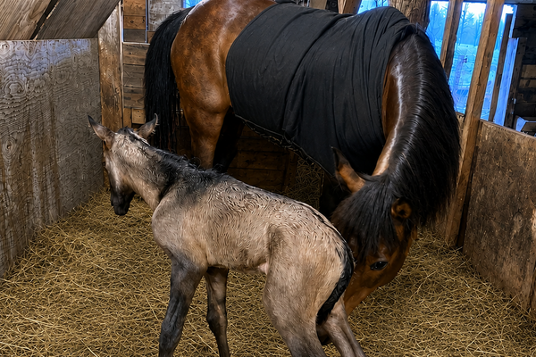Pregnancy + post-foaling support