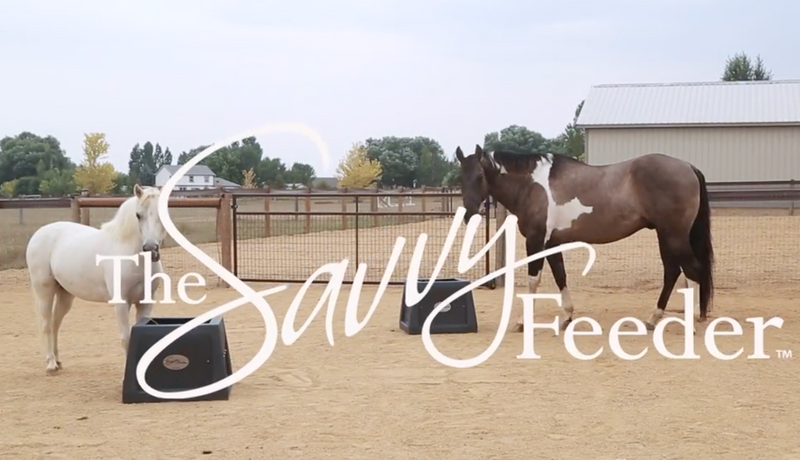 A close up of Romeo the pony eating from his Savvy Feeder®